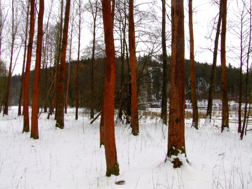 rote St&auml;mme am Ufer der Saale
