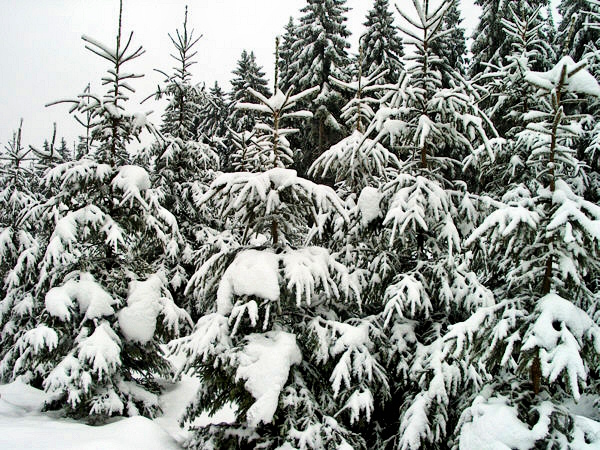 Detailbild, winterliches Vogtland