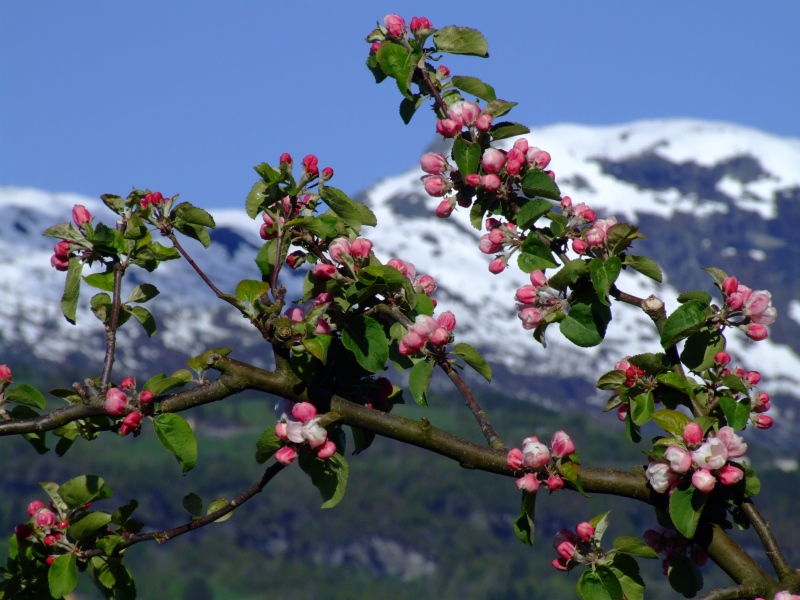 Ulvik, Apfelbl&uuml;te