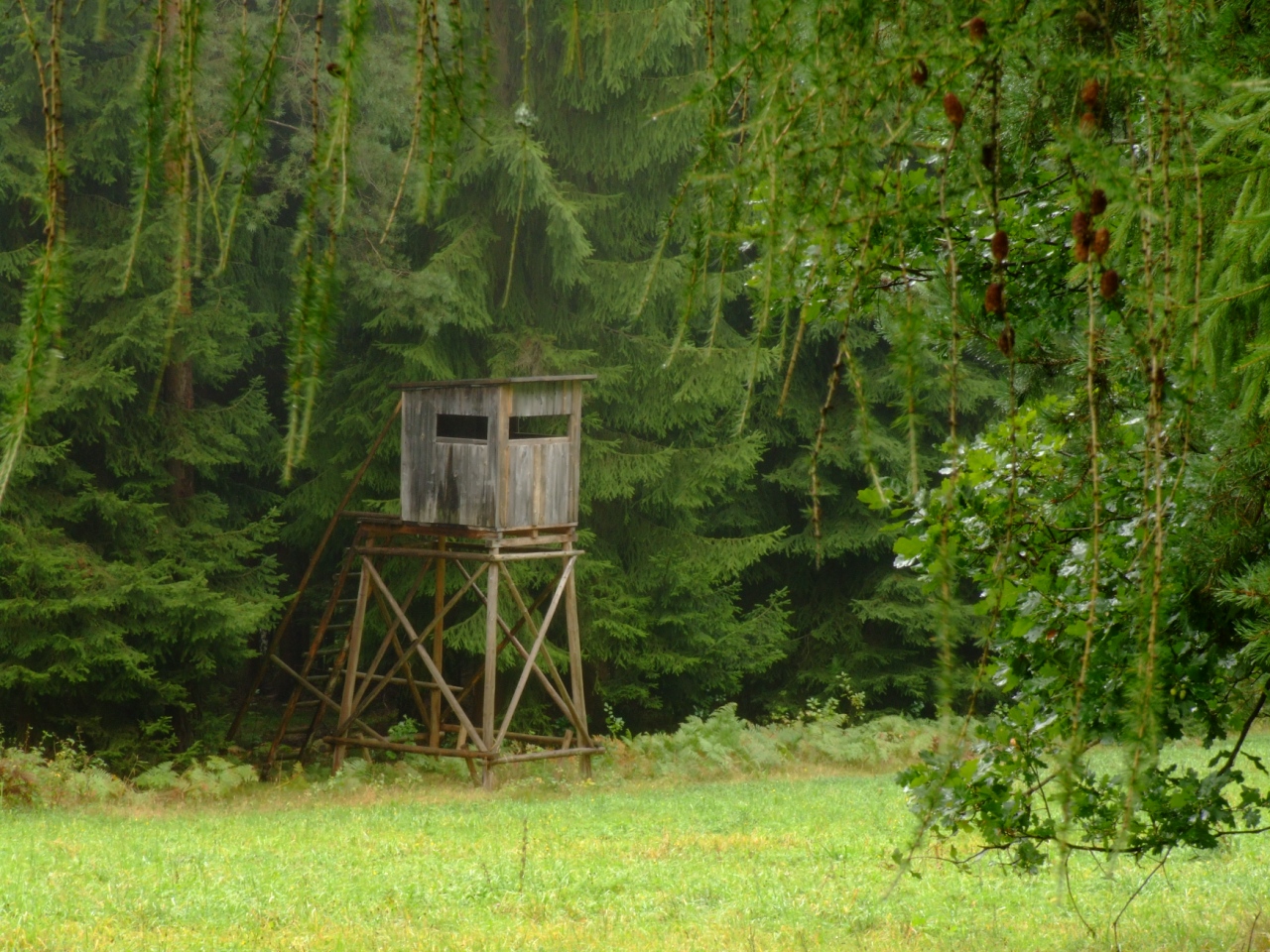 Hochstand und Lärche