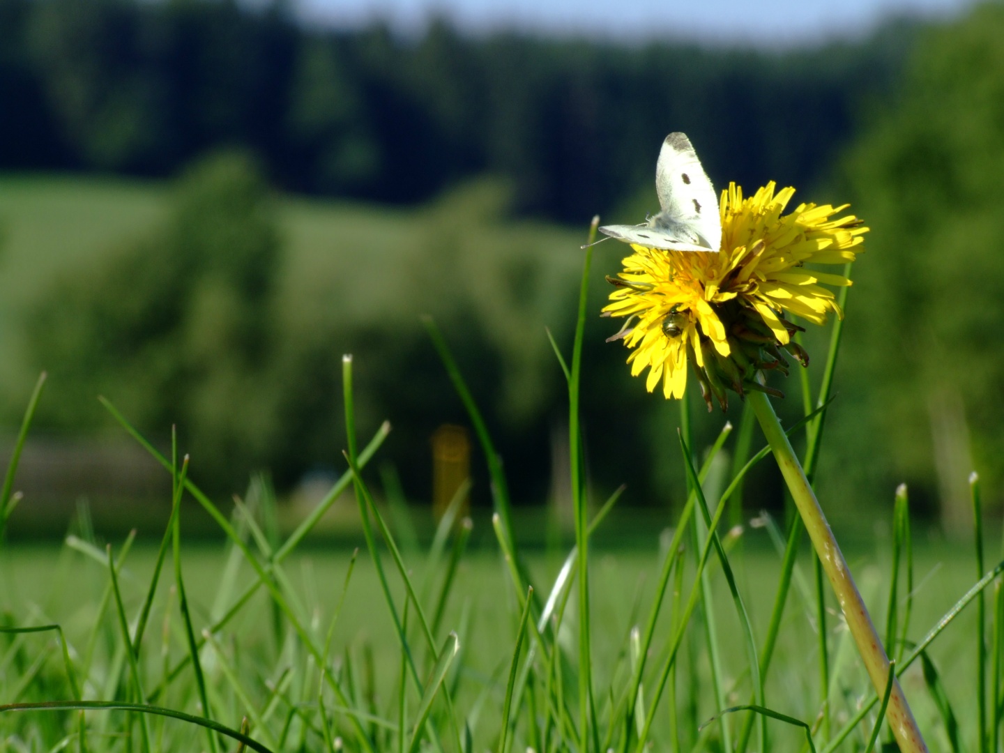 Löwenzahn mit Kohlweißling