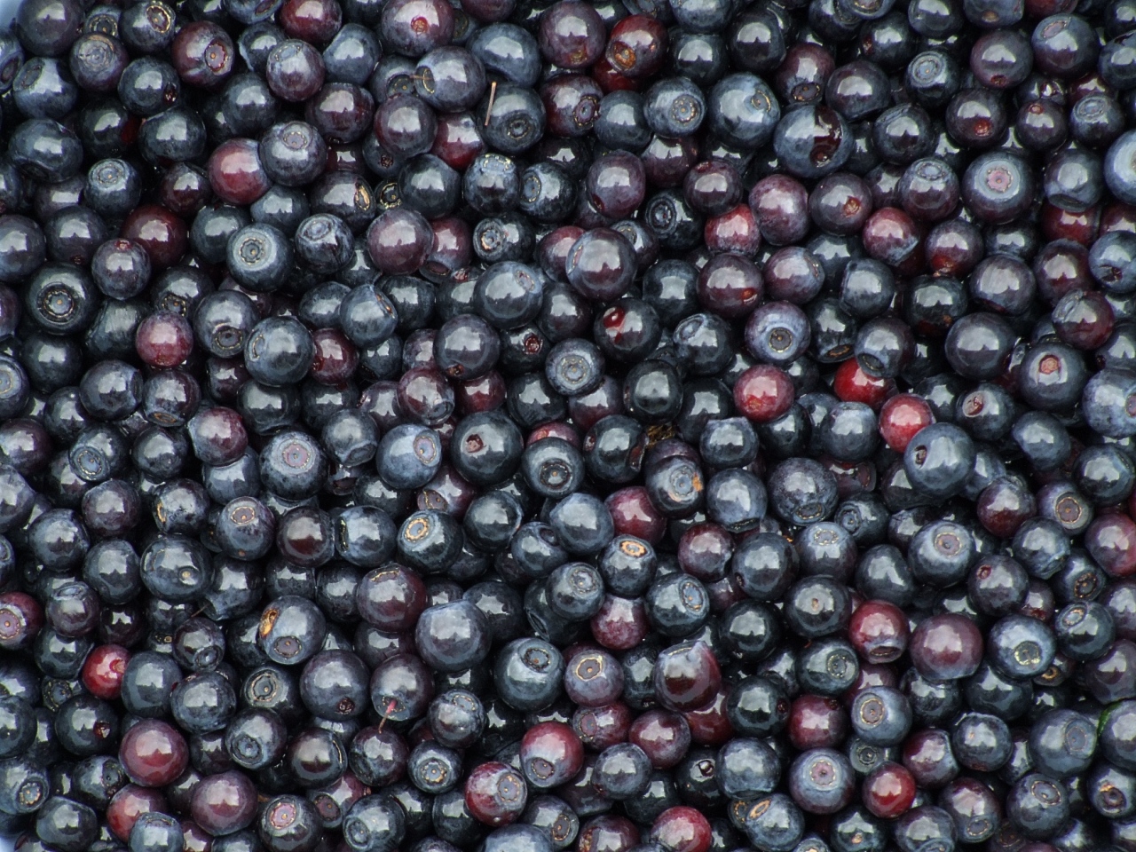 Blaubeeren